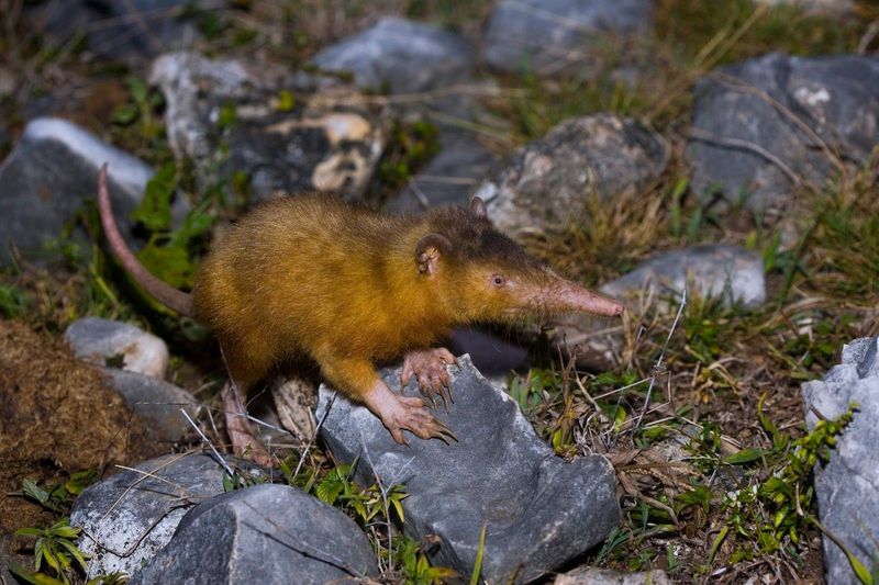 Solenodon