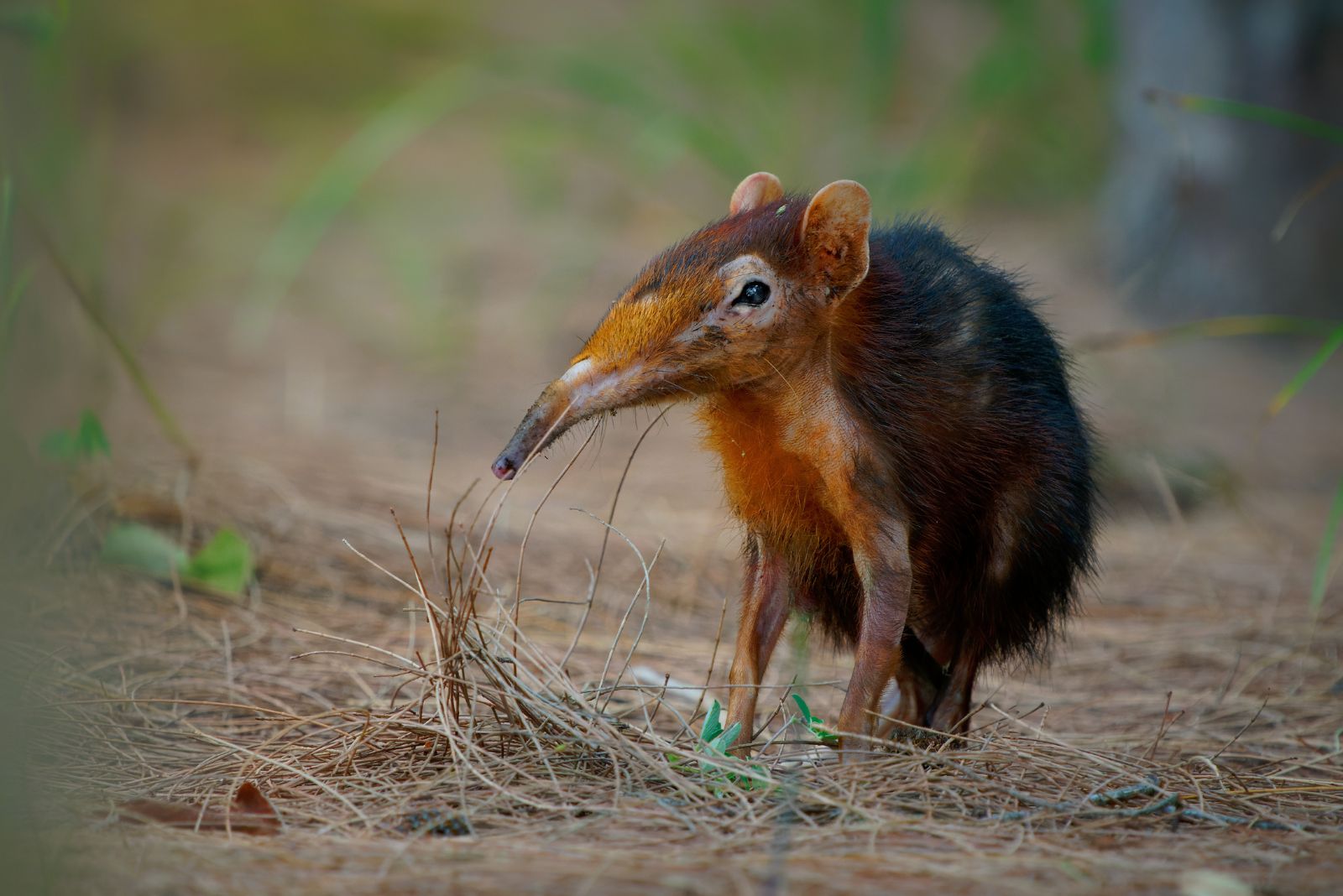 Somali Elephant Shrew