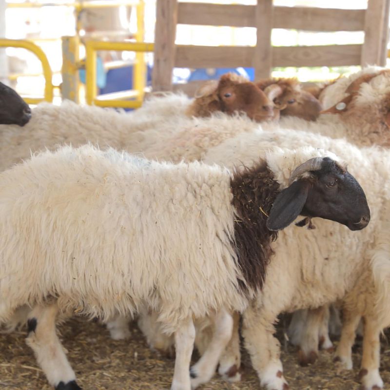 Somali Sheep