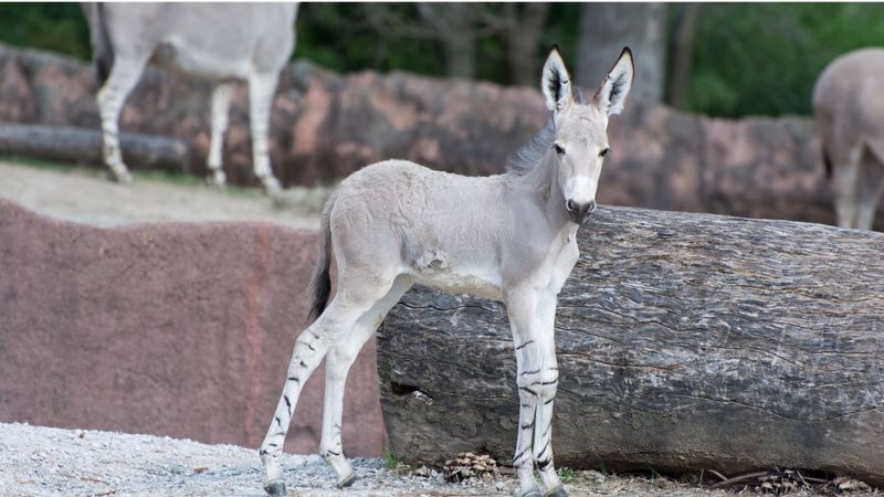 Somali Wild Ass