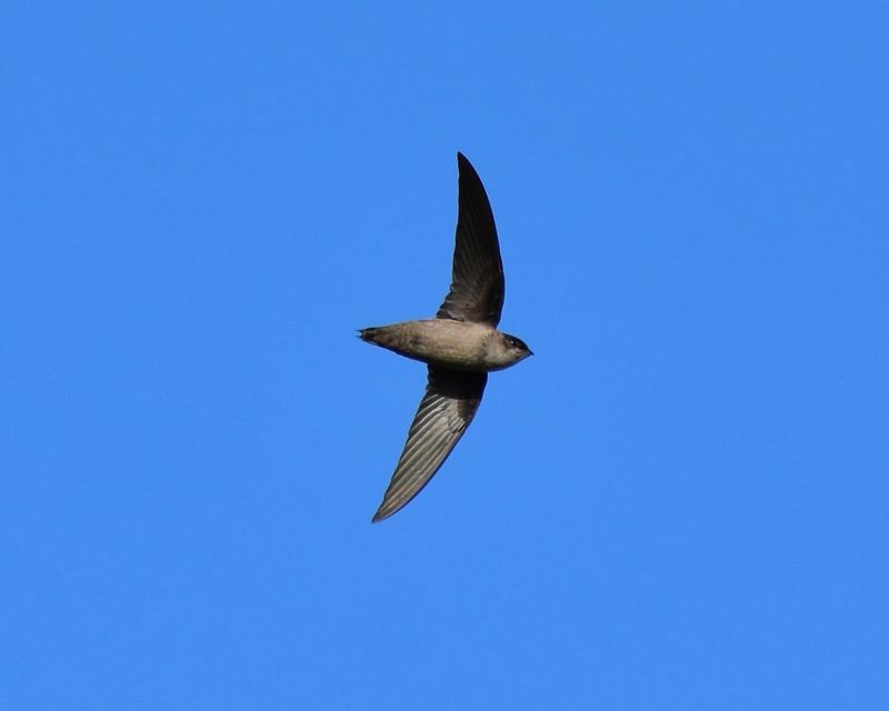 Some Birds (e.g., Swifts)