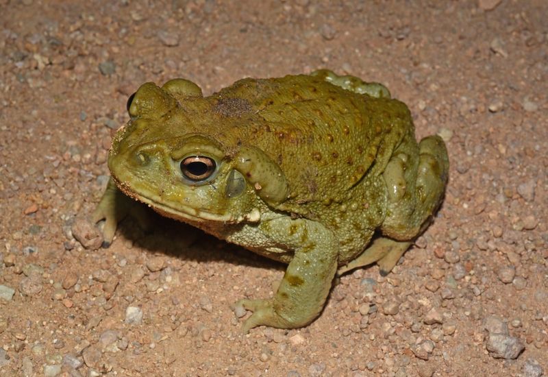 Sonoran Desert Toad