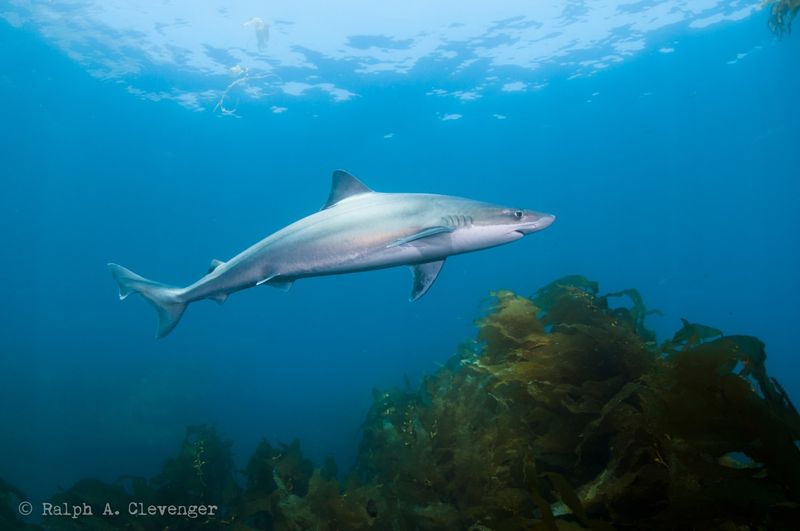 Soupfin Shark