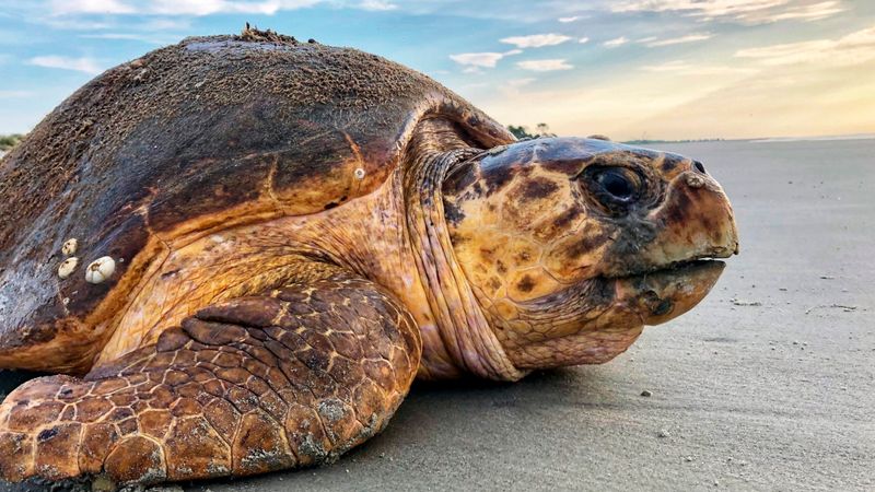 South Carolina's Loggerhead Sea Turtle