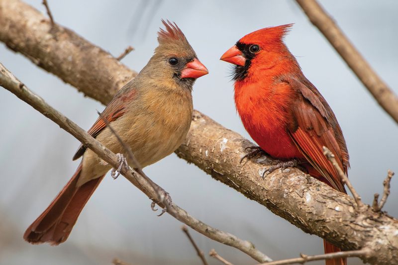 South Carolina - Northern Cardinal