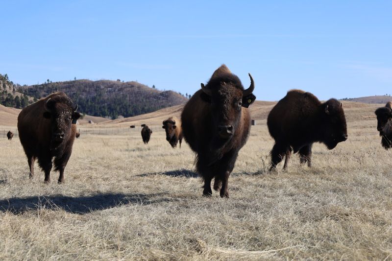 South Dakota