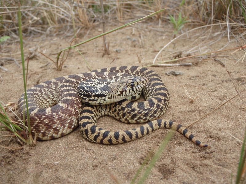 South Dakota's Bullsnake