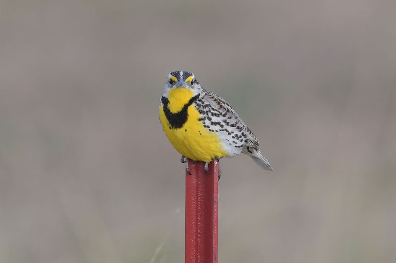 South Dakota - Western Meadowlark