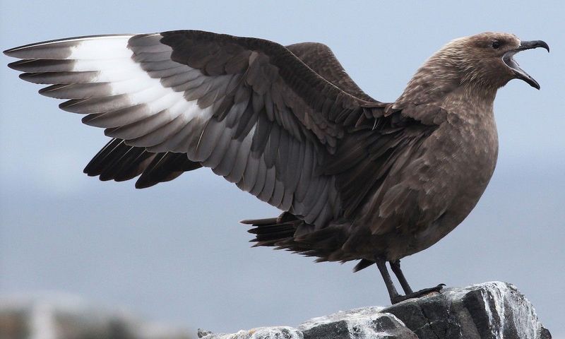 South Polar Skua