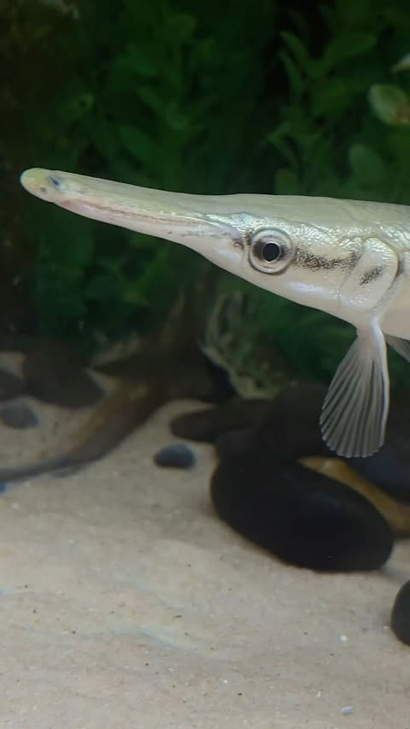 Southern Brook Lamprey