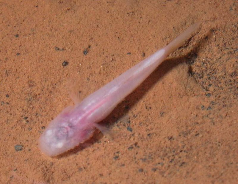 Southern Cavefish