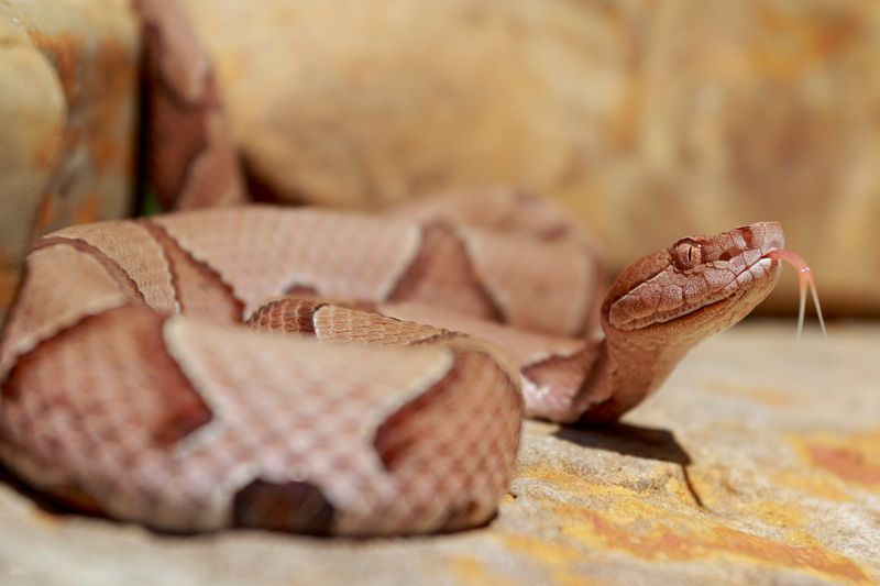 Southern Copperhead