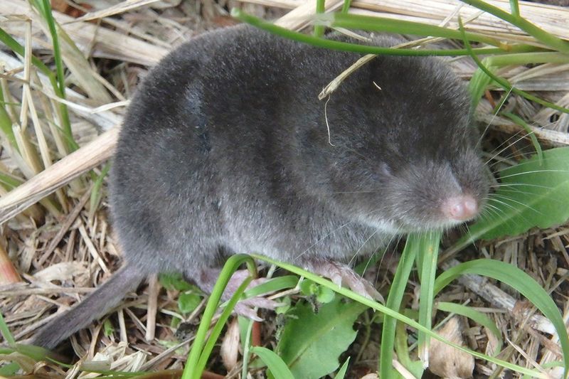 Southern Short-tailed Shrew