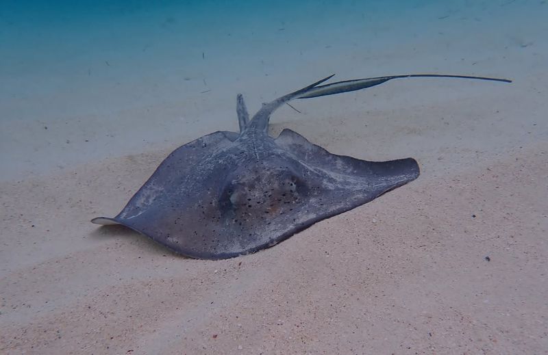 Southern Stingray