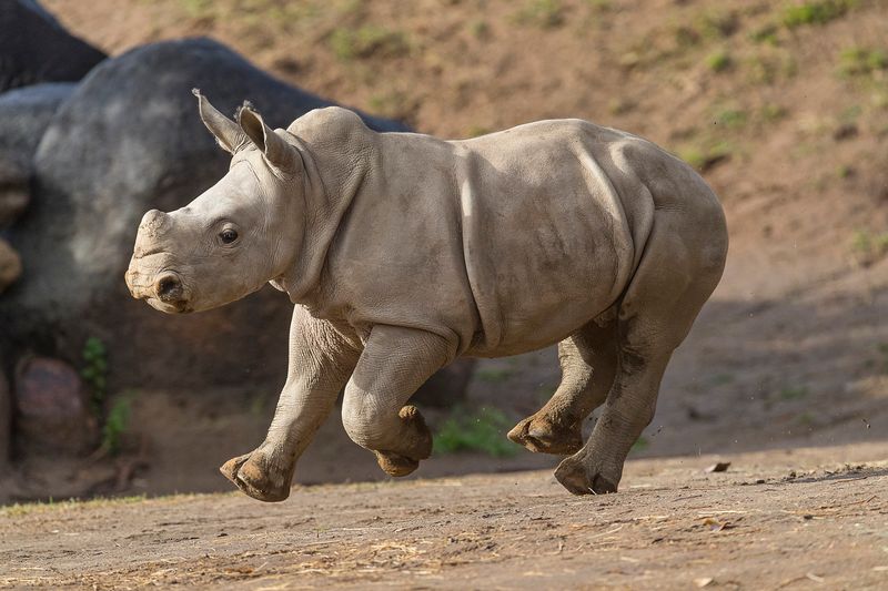 Southern White Rhino