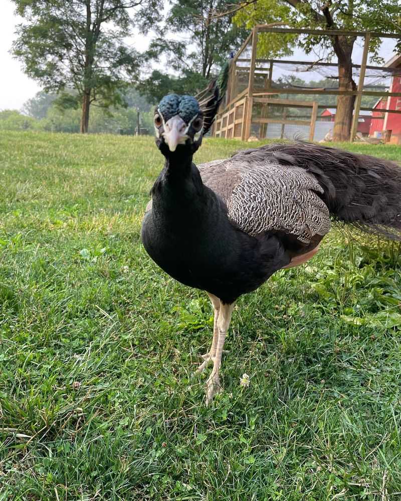 Spalding Peafowl