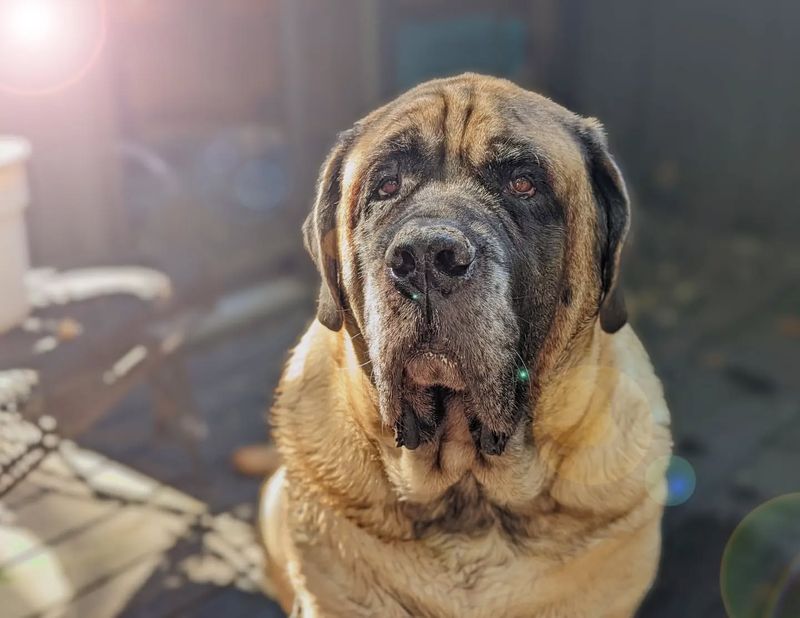 Spanish Mastiff