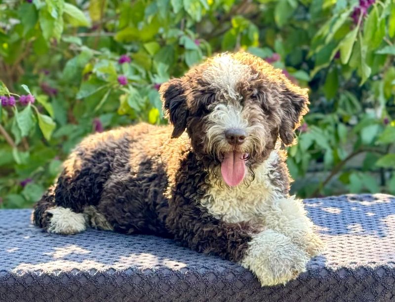 Spanish Water Dog