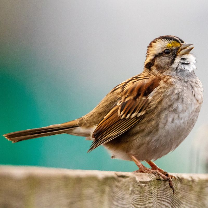 Sparrow