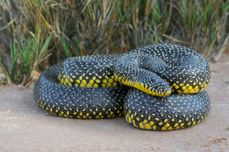 Speckled Kingsnake