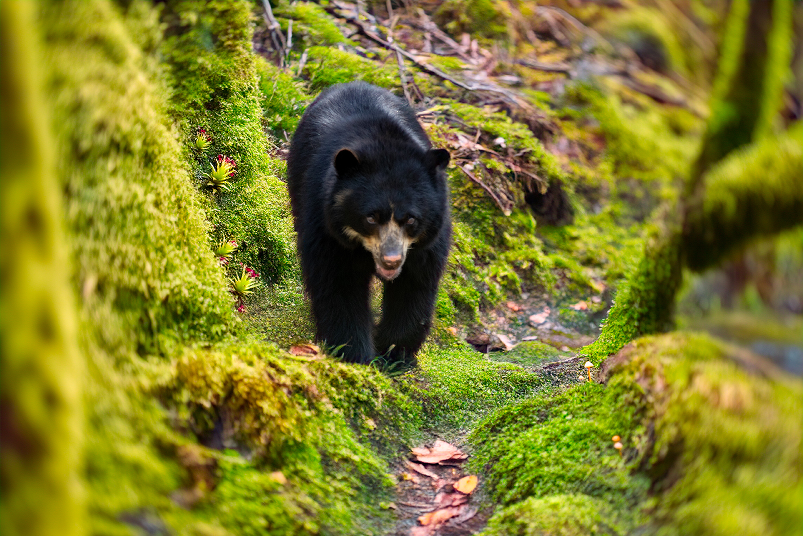 spectacled bear