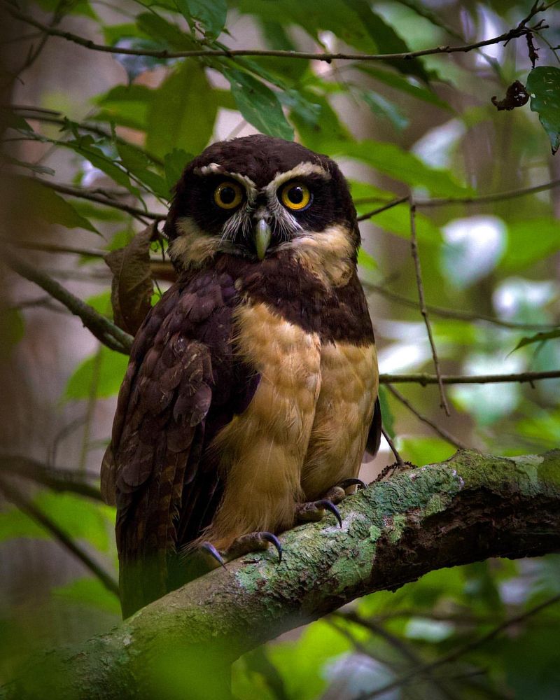 Spectacled Owl