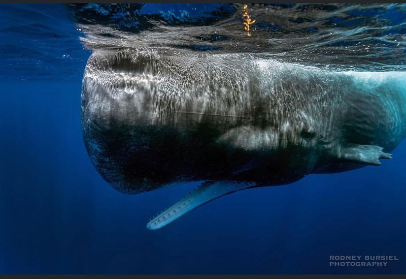 Sperm Whale