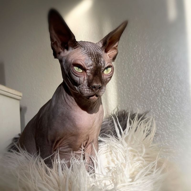 Sphynx