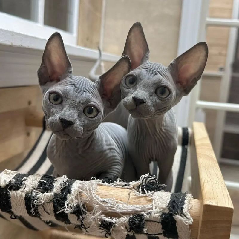 Sphynx