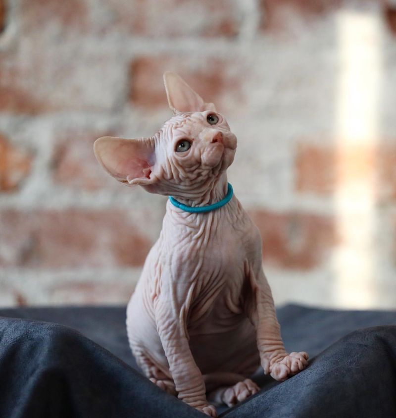 Sphynx