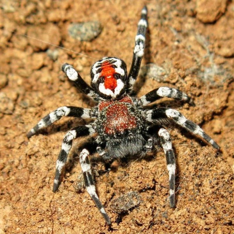 Spider Conservation Efforts