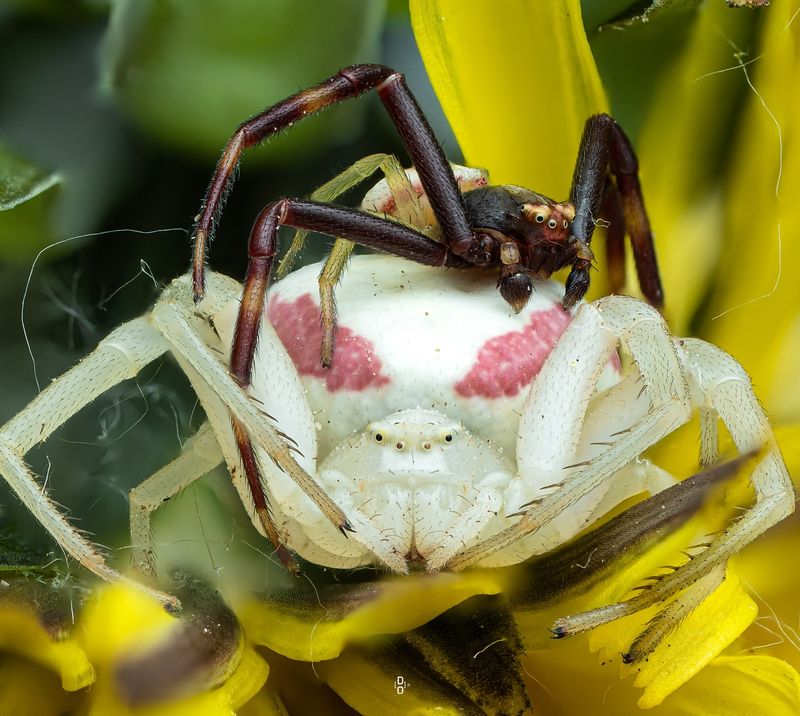 Spider Courtship Rituals