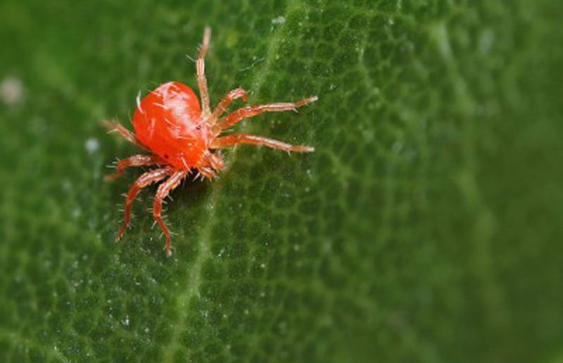 Spider Mites