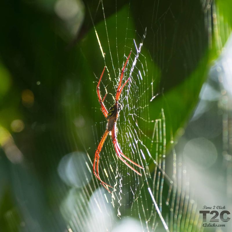 Spider Silk: Stronger Than Steel