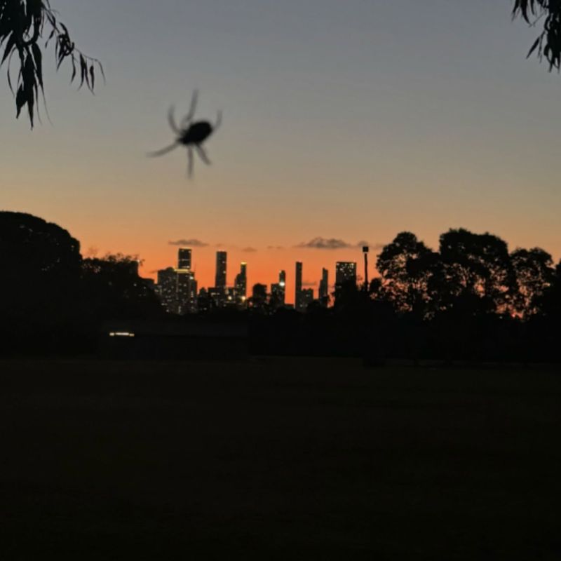 Spiders and Urban Environments