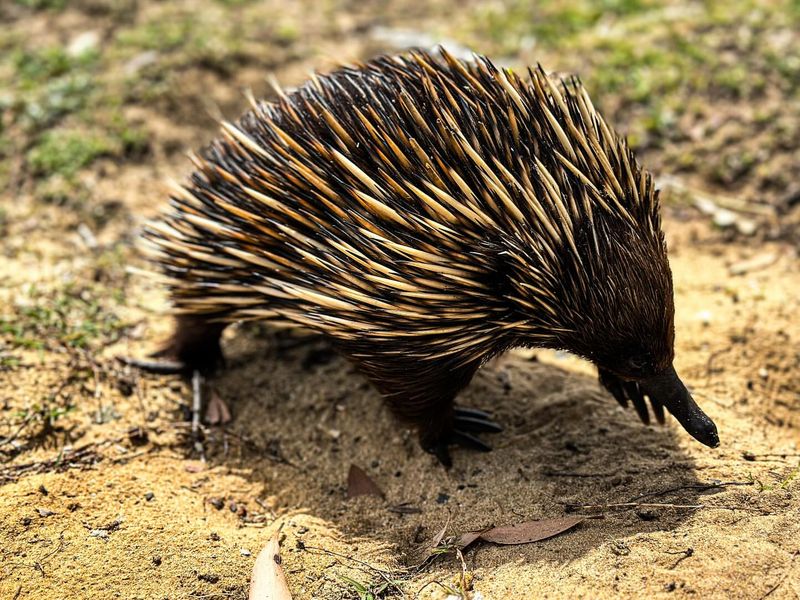 Spiny Anteater (Echidna)