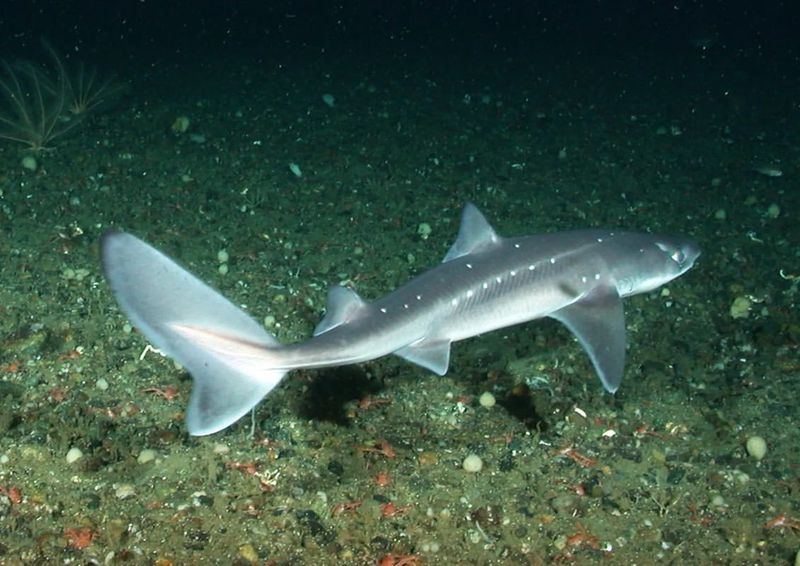 Spiny Dogfish