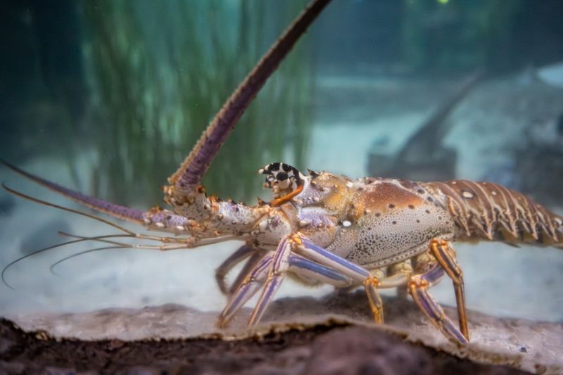 Spiny Lobster