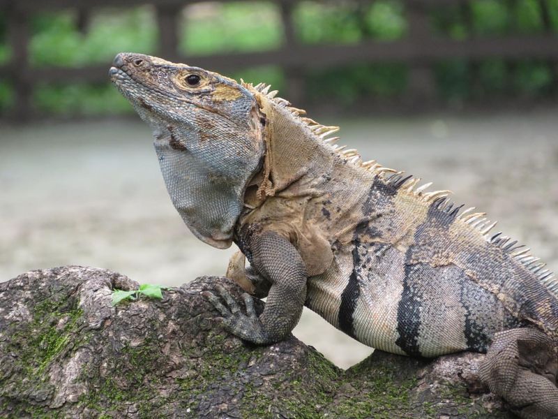 Spiny Tailed Iguana