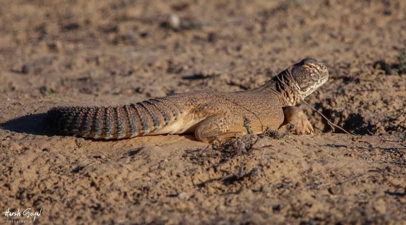 Spiny-tailed Lizard