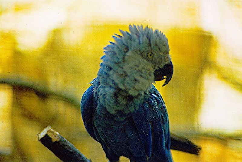 Spix's Macaw