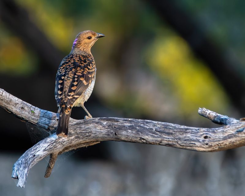 Spotted Bowerbird