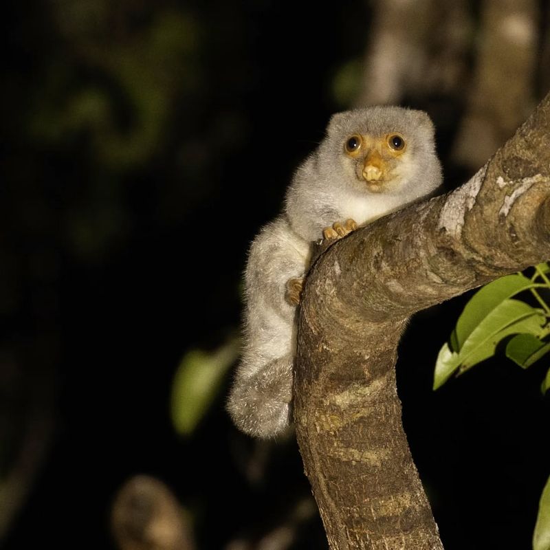 Spotted Cuscus