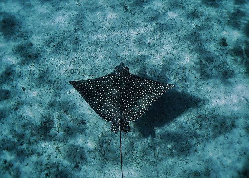 Spotted Eagle Ray