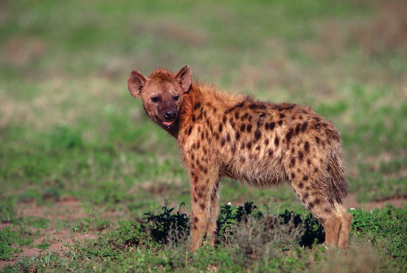 Spotted Hyena