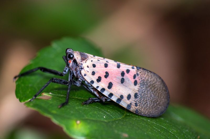 Spotted Lanternfly