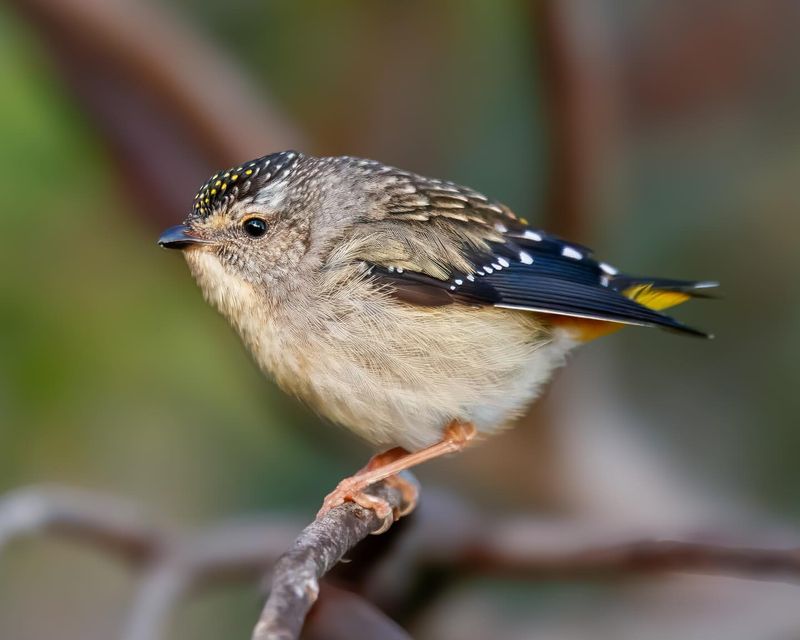 Spotted Pardalote