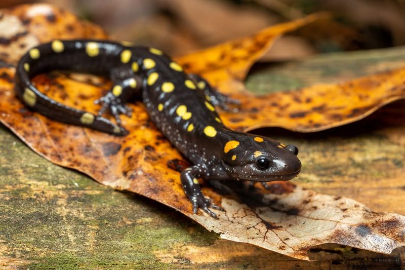 Spotted Salamander