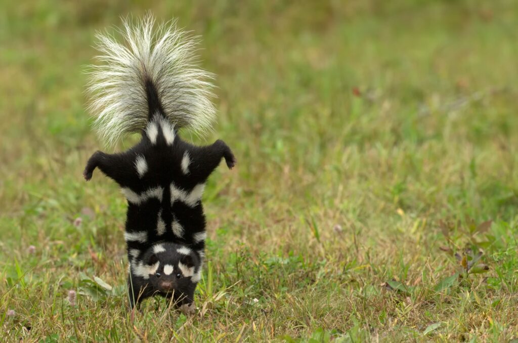 Spotted Skunk