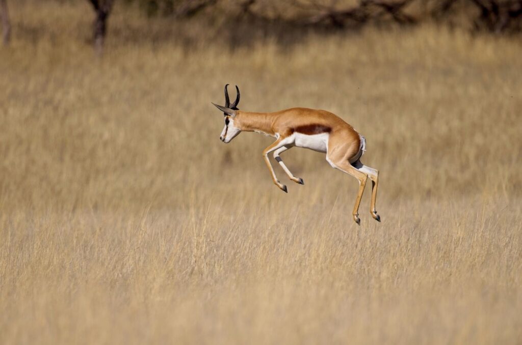Springbok